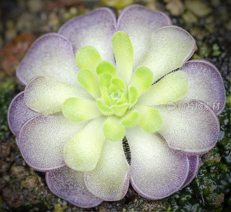 butterwora蔷薇丛，Pinguicula cyclosecta